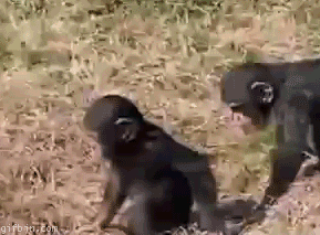 Среди обезьян тоже есть вредные братья