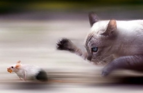 Догони меня!