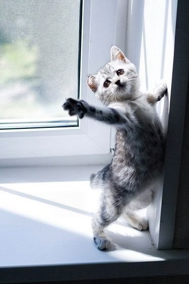 Няшные котятки