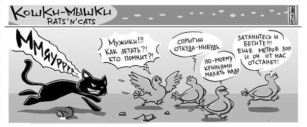 Комикс про кота и куриц