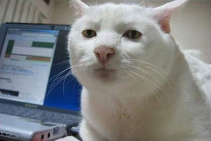 Серьезный кот- серьезный тред (ЛОЛ)