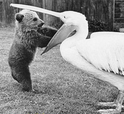 Давай делиться!