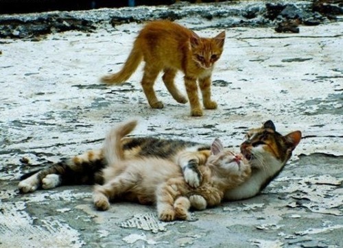 Кошатинушка