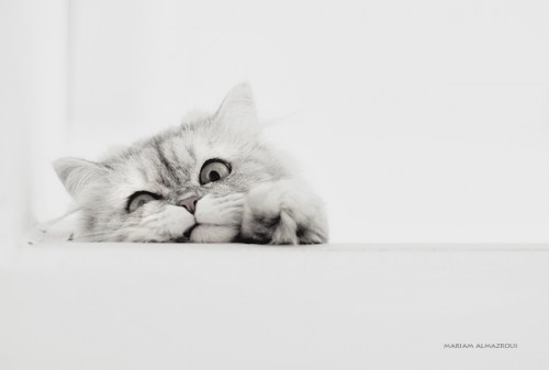 Кошечки-хаврошечки