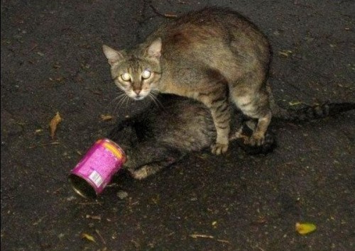 Наша киска купила Вискас...