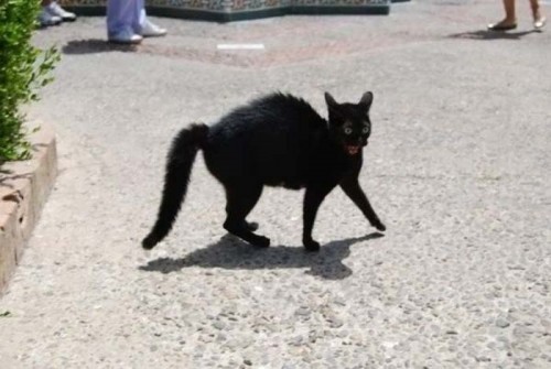 Мля, хазяин, ну не тут же!!!!!