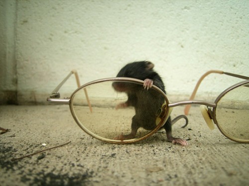 мышко-норушко =))))