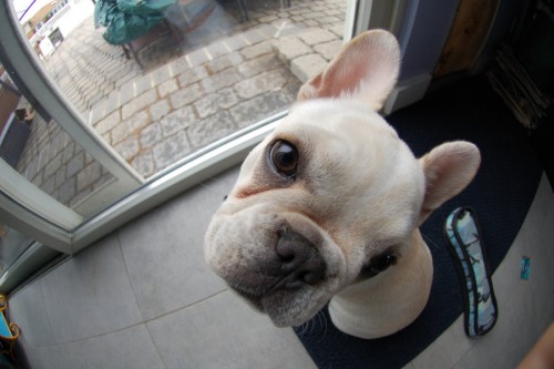 погуляй меня!