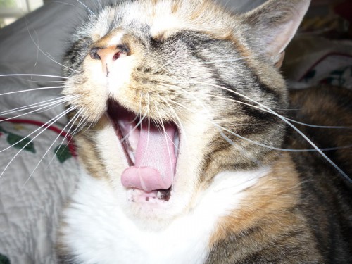 Вот так мы зеваем)))))