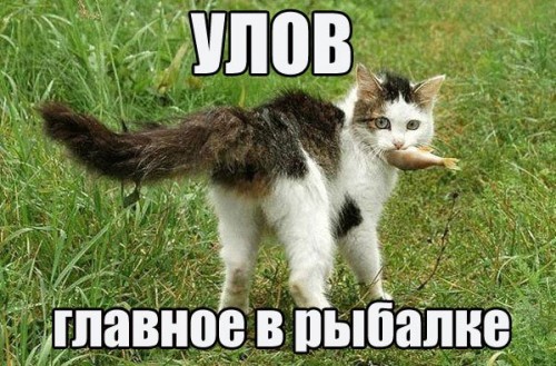 Смішні кицюлі