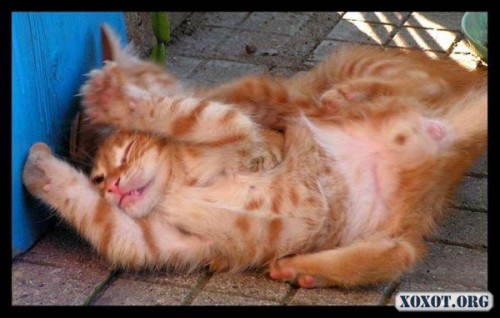 Расколбасило:)))