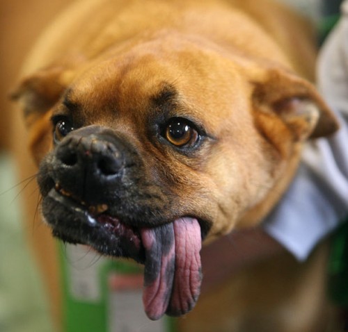 собака!!! мне подарили собаку-языкаку!! LOL