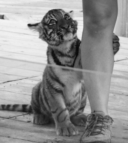 common, baby, light my fire!