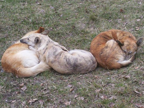 как собаки спят