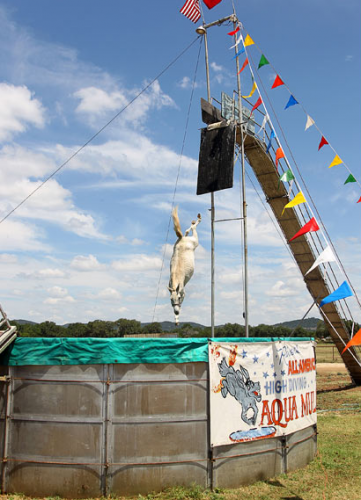 Лошадка! Лошадка!!