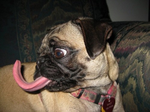 Собака-языкака