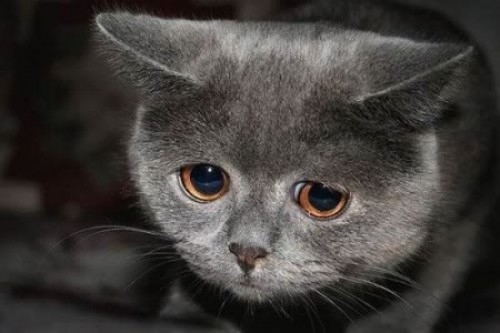 Самый грустный в мире кот