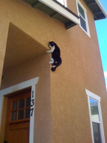 Котэ-ниньзя