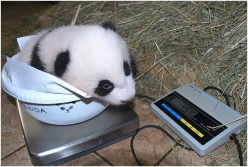 Няшки недели