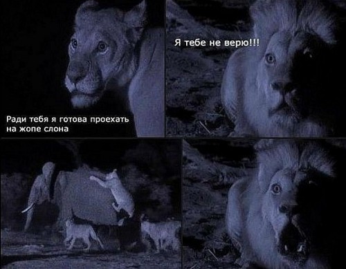 Львиная любовь