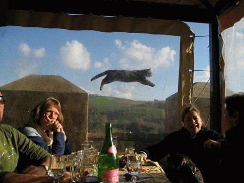 Котэ отрывается от земли