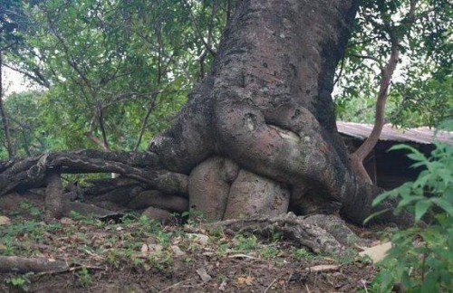 Природные инь и янь