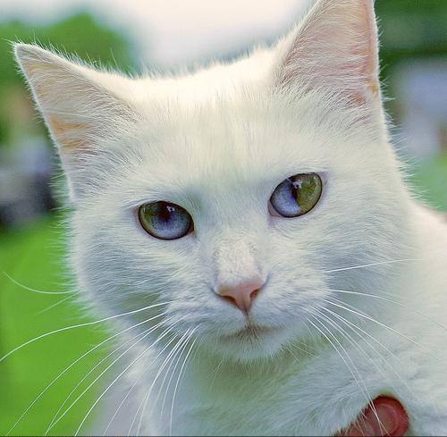 Нереальные котэ
