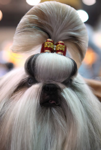 Собака - ершик для туалета 