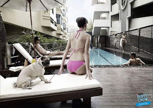 Умный песик