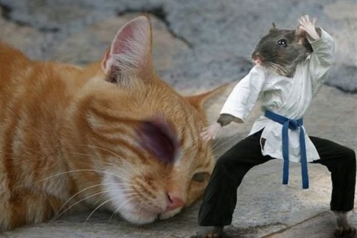 Юморные фотоприколы