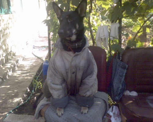  Смешные животные