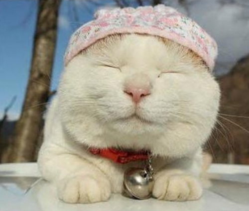 Котэ во всей красе