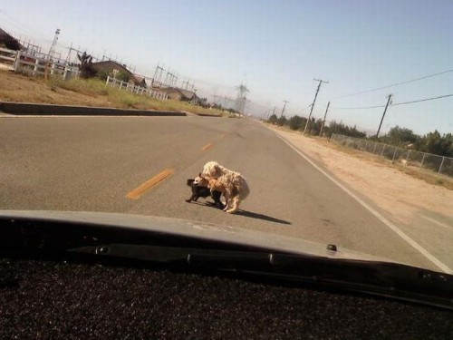 Ни стыда ни совести