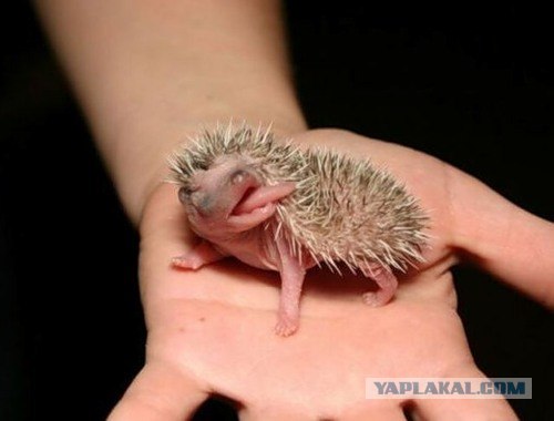 Забавные ёжики