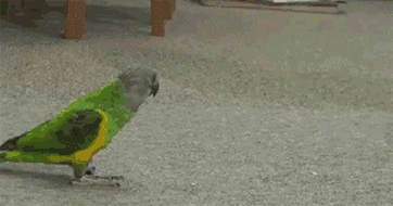 Дрессированный попугай