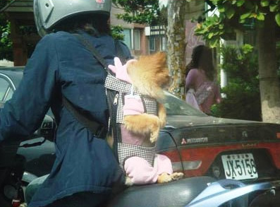 Перевозка собак