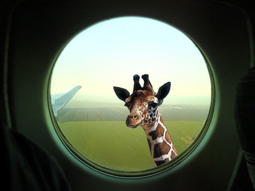 Жирафы не скучают