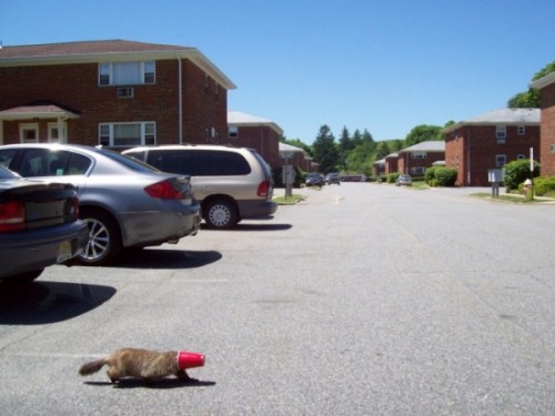 Бегу по асфальту