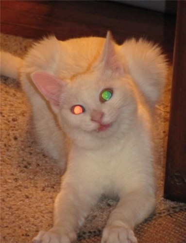 Котэ акроботэ