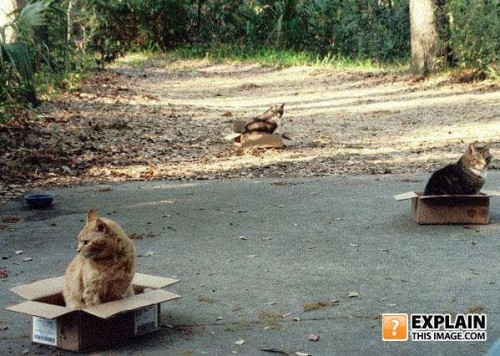 Ржачные коты