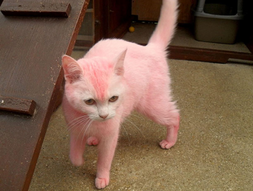 Розовый котЭ