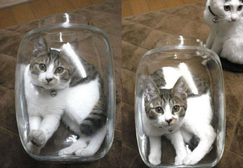 Котэ в банке