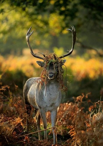 Олени тоже бывают смешными
