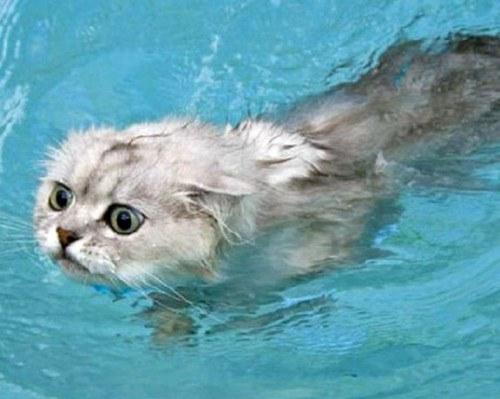 Кто сказал, что кошки не любят воду?