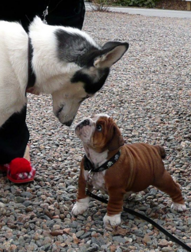 Разборки пацанов