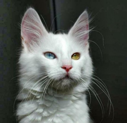 Кот Дэвида Боуи