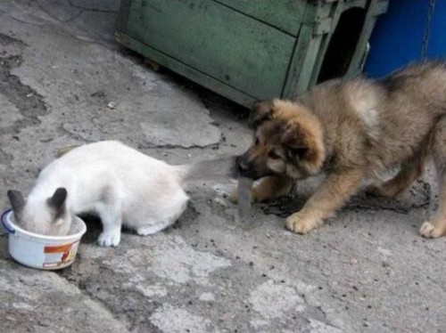 Борьба за обед