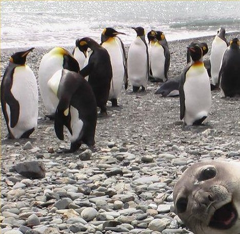 Смайл фо зе камера