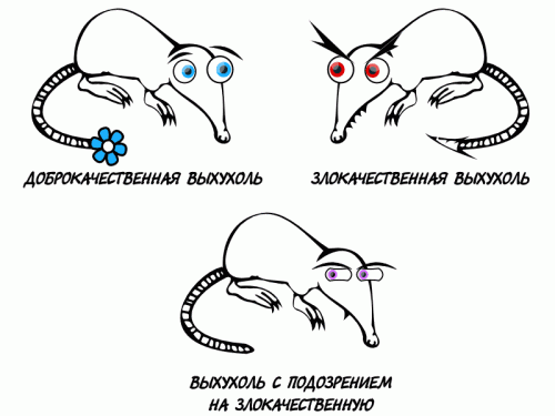 Диагностика выхухоли (gif)