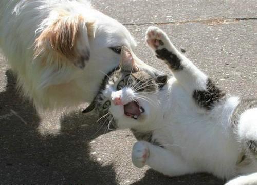 Смешные коты